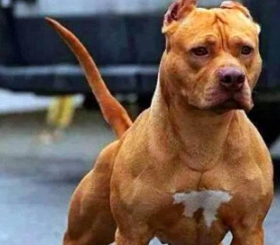 盘点世界十大凶犬 家里绝对不要养 上 品种 战斗 藏獒