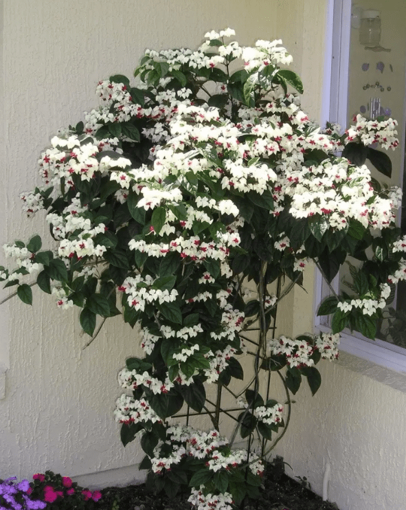 蓝妖:盆栽龙吐珠怎么养才能开花,做好这4点,爆盆很简单