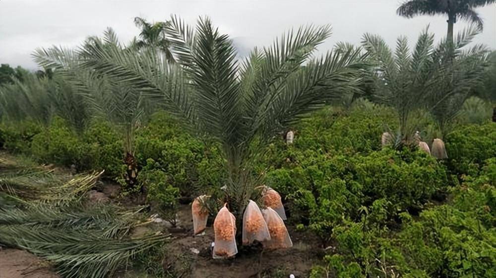 椰枣树产量图片