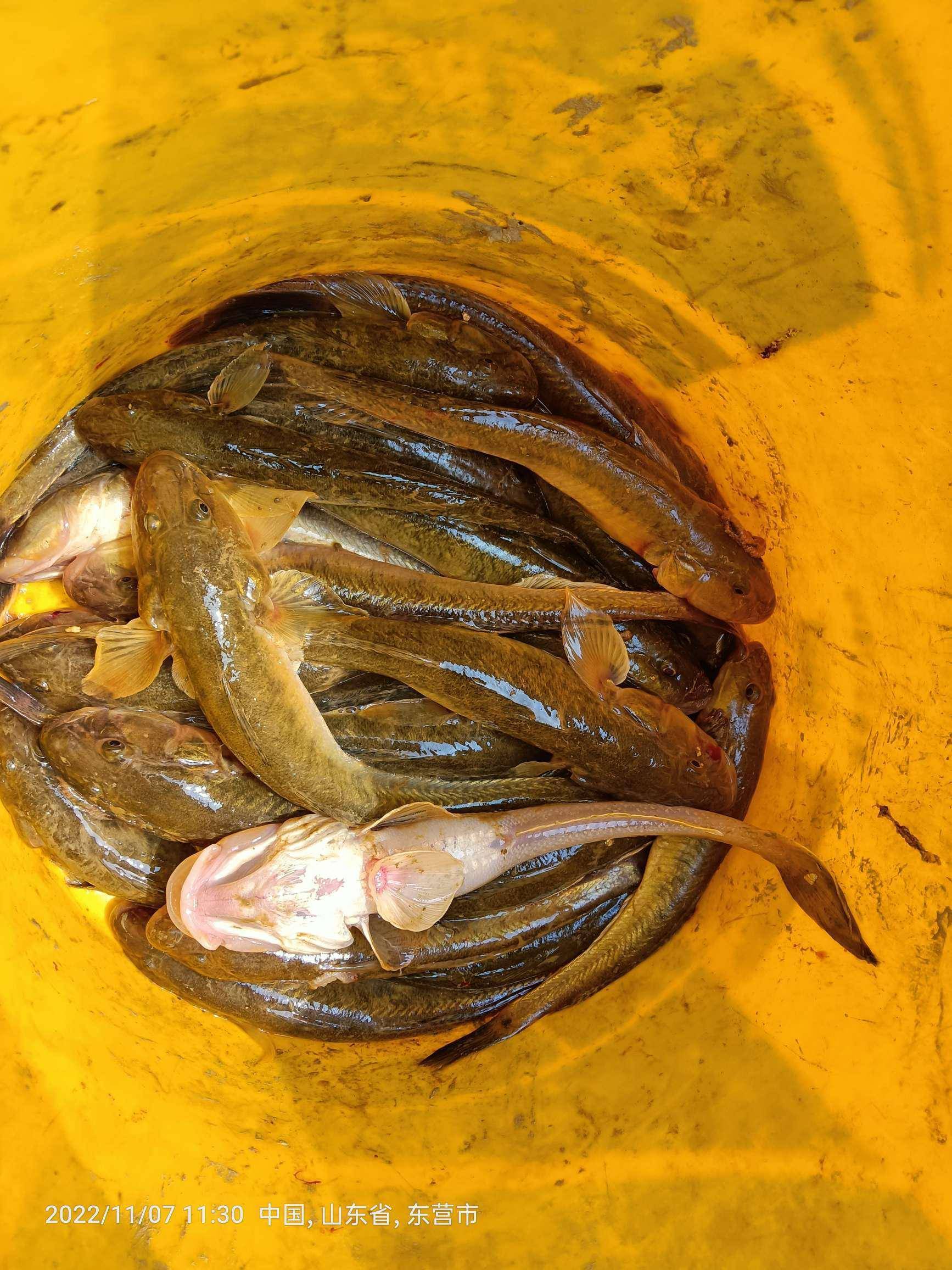 钓鱼的精彩之处!痛并快乐着……_狗杠_时候_海水