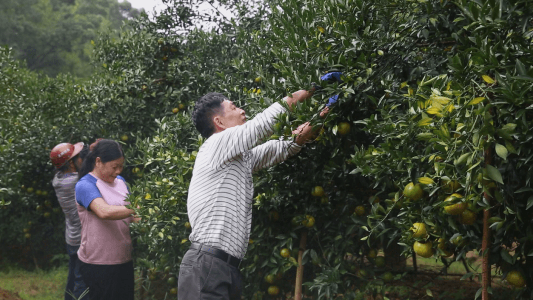 光伏产业路线图——北京光伏产业技术路线图研究_陈皮红豆沙用什么陈皮_浦北陈皮产业