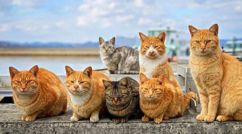 男子泰州虐杀流浪猫?警方介入!_虐待_动物_李女士