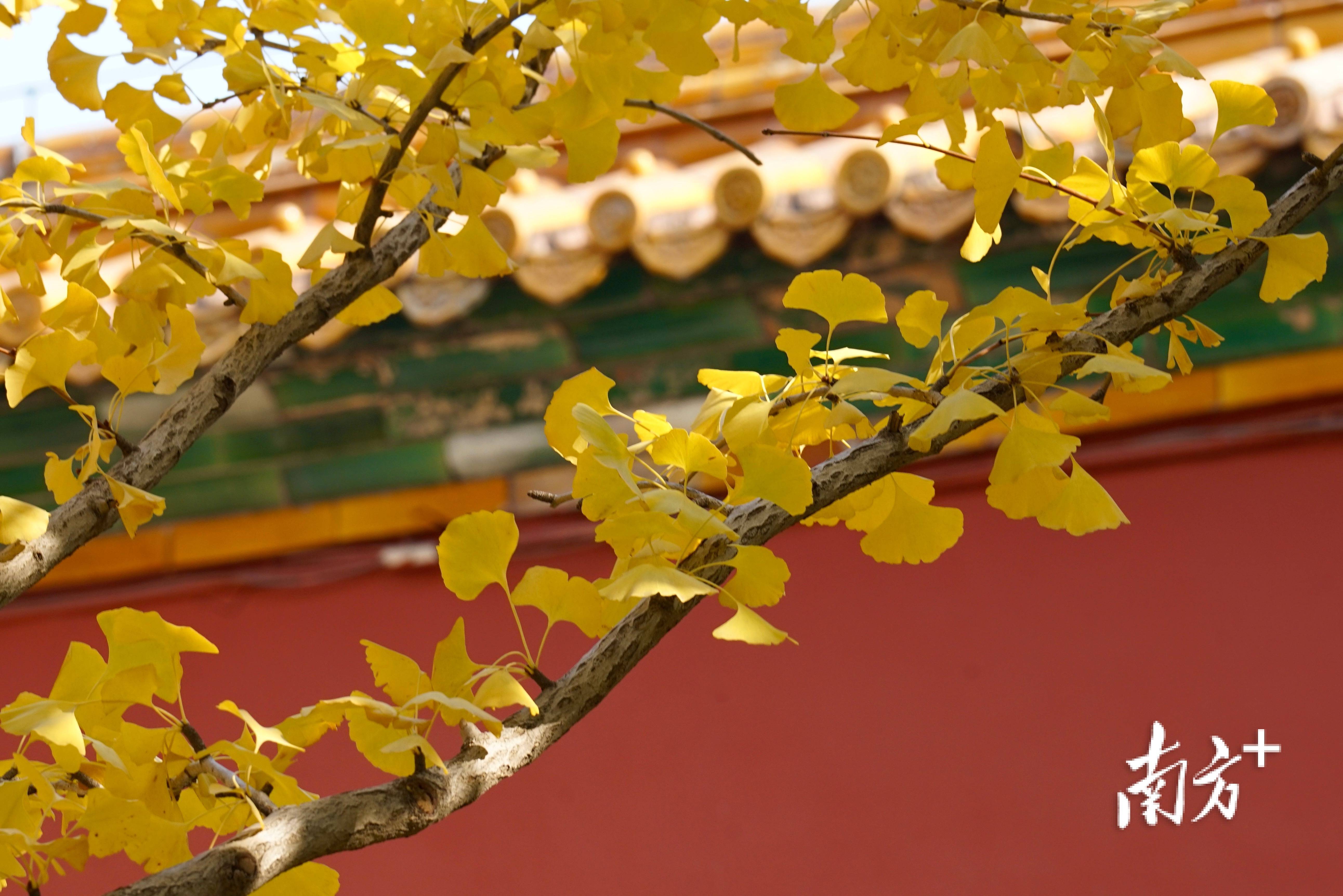 组图|赏故宫银杏,祝您"柿柿"如意!_段江_见习_摄影