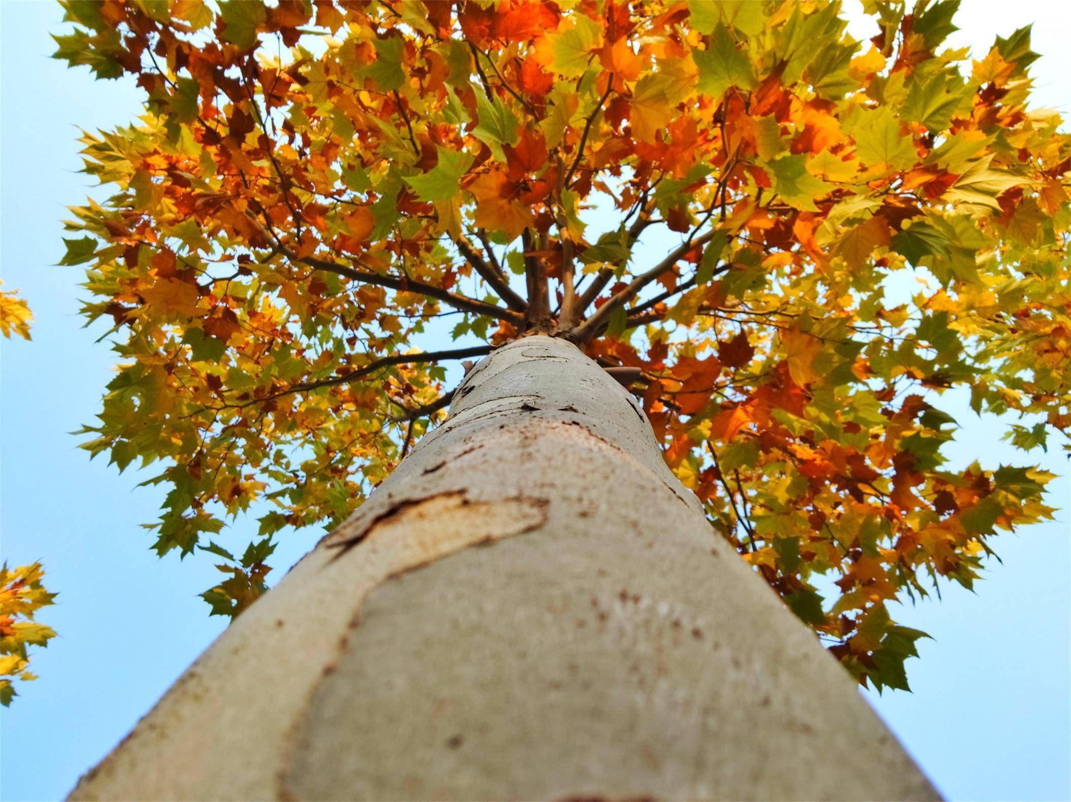 郯城:深秋树叶斑斓 色彩迷人