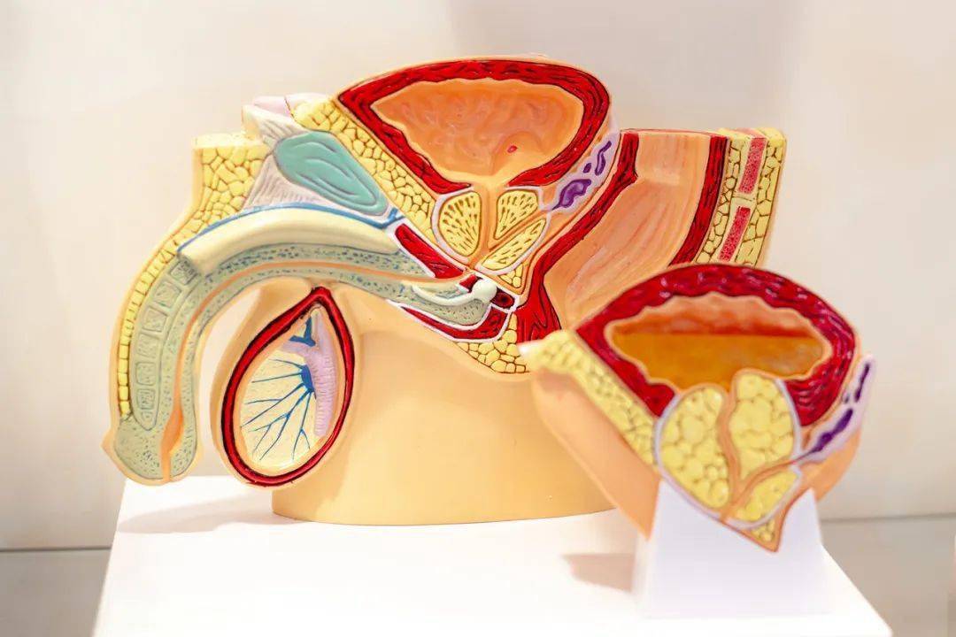 26岁男子结婚半年补做婚检,才发现没有精子,没有睾丸_李志兴_生育