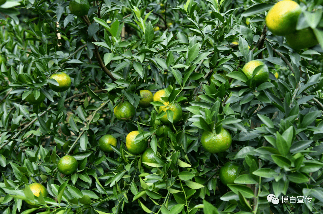 博白这个村3000多亩四会柑,又迎来了大丰收!_江村_陈皮_廉祖旺