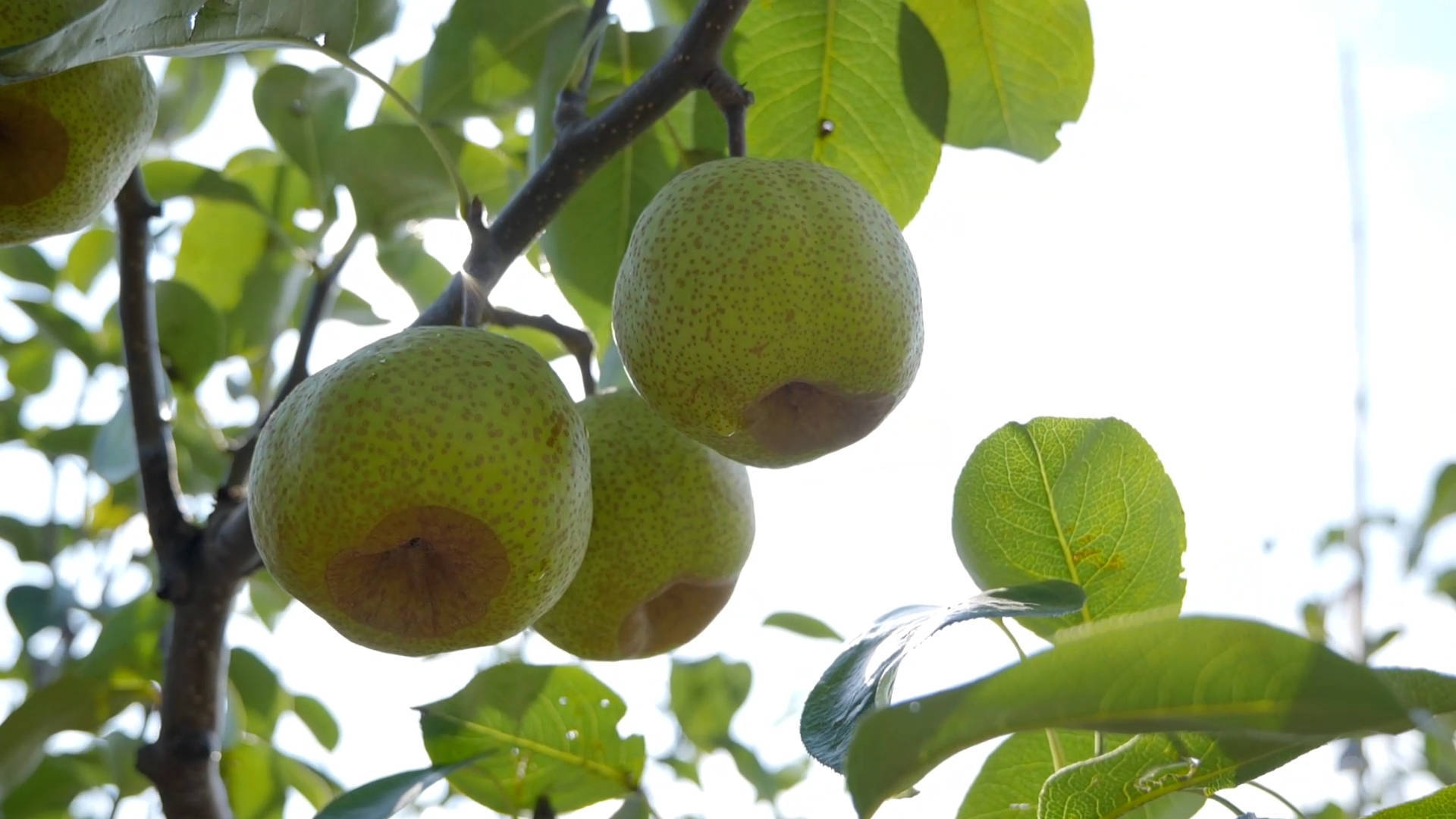 瞰中国|山东莱阳:服务慈梨丰收季 点亮乡村振兴路_供电_国网_梨园