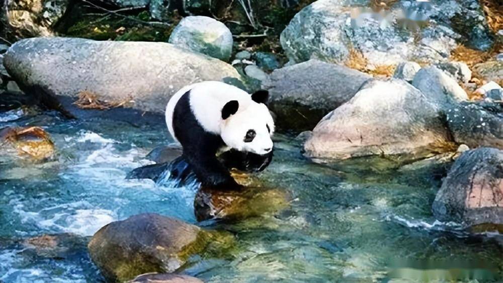 陈永明熊猫谷：野化训练园里的“峪”