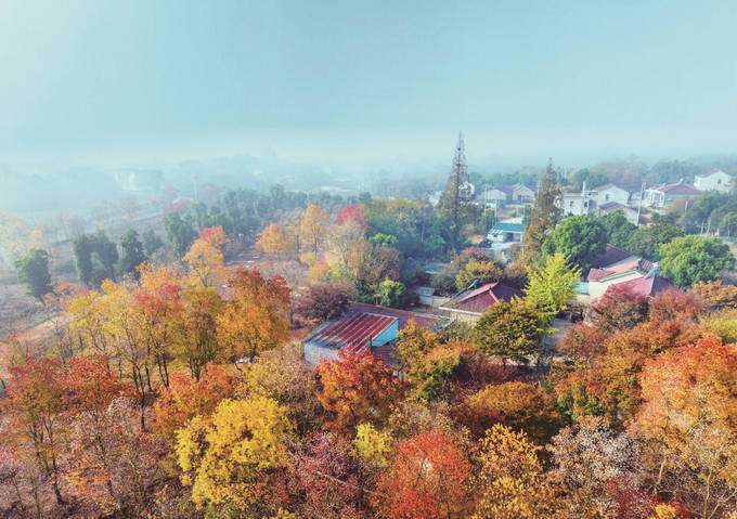 11月10日,南京市溧水區白馬鎮浮山村,1500多畝的烏桕樹林層林盡染,把