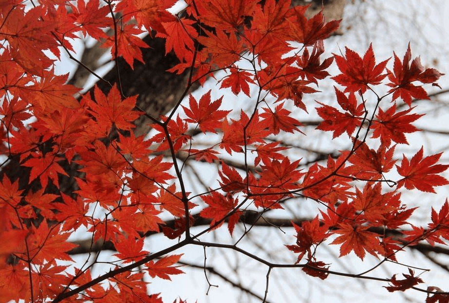 【王蒙文学院•环渤海文化】格律诗 | 写给秋天的诗句 | 姚树学 (吉林)