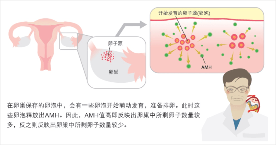 了解卵巢的“真实年龄”——打开孕前规划的正确方式_卵泡_卵子_张医生