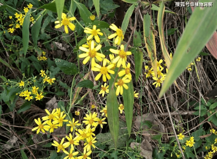 民间谚语:“识得千里光,全家不生疮”,千里光是啥?有啥用?_草本植物_作用_野菊花