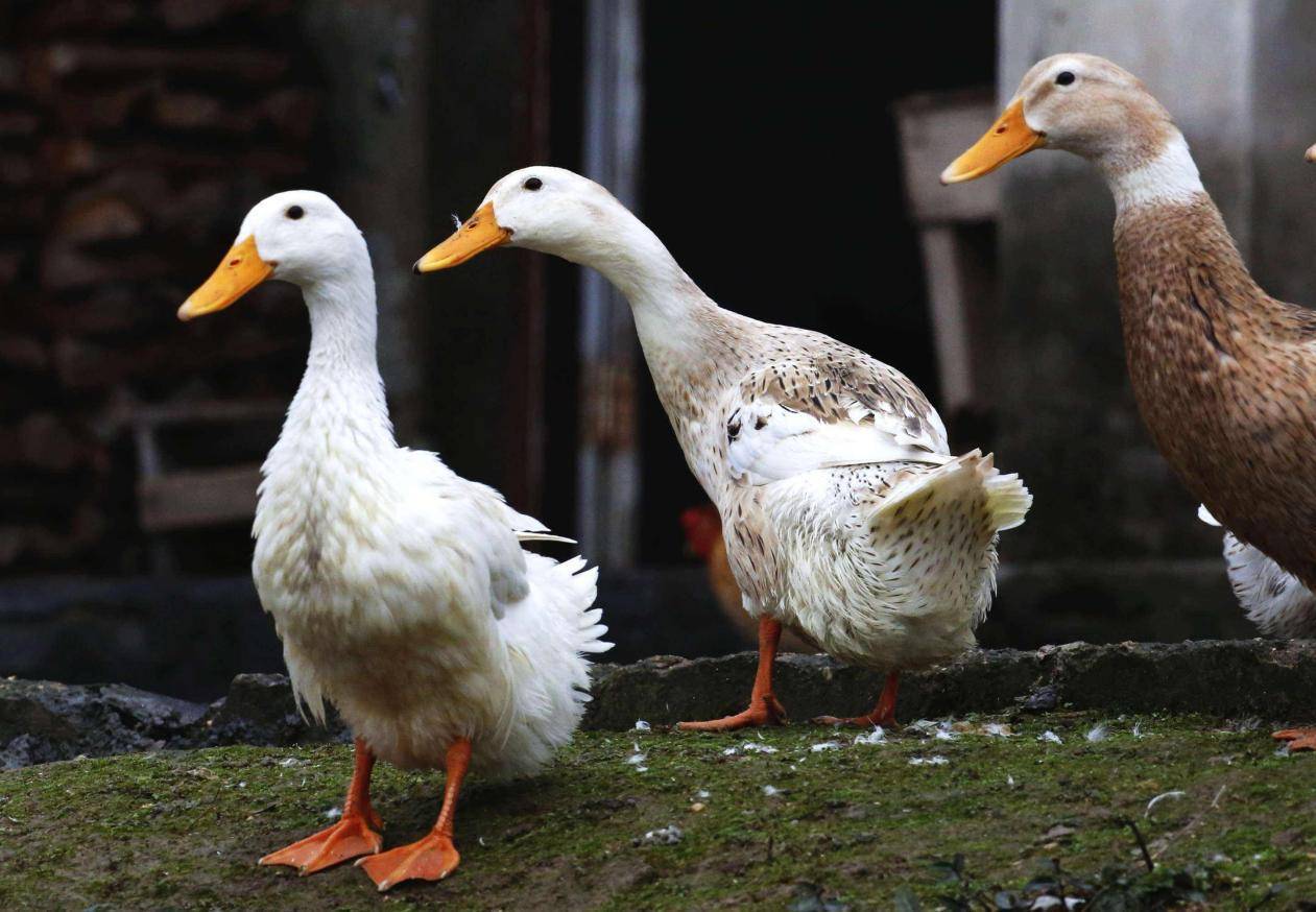 雏番鸭的育雏期为6周,初生雏鸭稍加休息待毛干便可育雏.