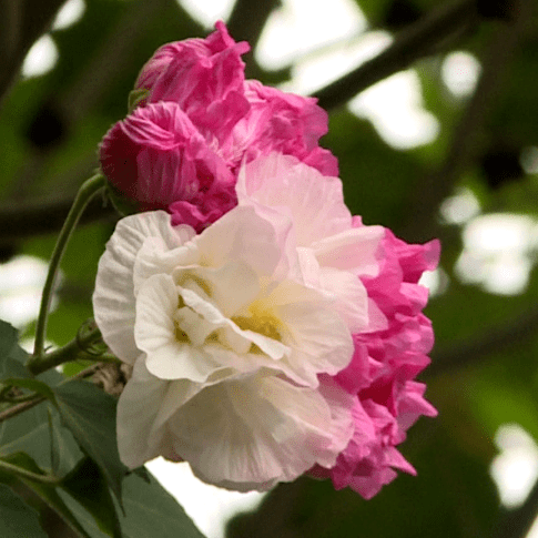 冬暖嘉州 | 芙蓉花开 点靓城市