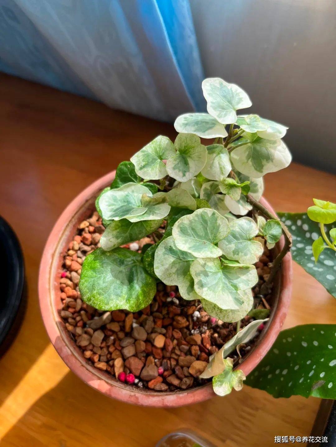 叶子圆润斑斓的雪莹常春藤,避免叶子变绿变尖,温度和施肥很关键_养护