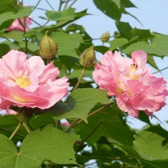 冬暖嘉州 | 芙蓉花开 点靓城市