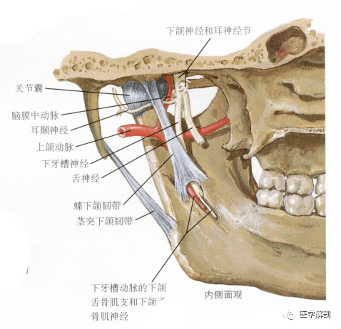 颞下颌关节的解剖,内附MR解剖图谱_运动_手册_消化系统