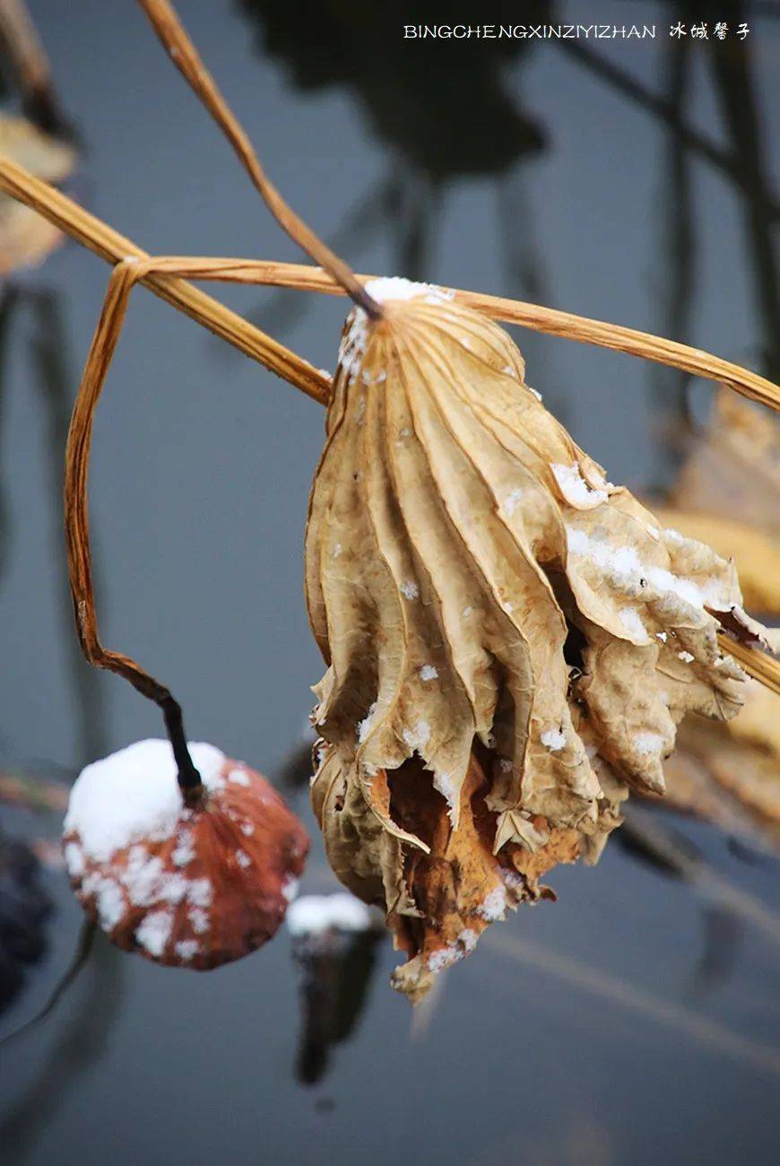 哈尔滨今天下了第一场雪,看看雪中残荷_初雪_庄园_自然