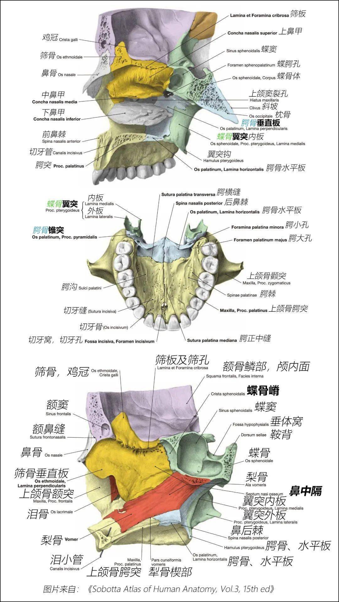 颌面部各骨骼结构图解_bone_of_颅骨