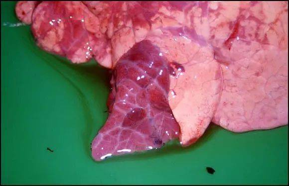 规模化猪场支原体肺炎临床诊断及防控措施_呼吸道_病猪_进行