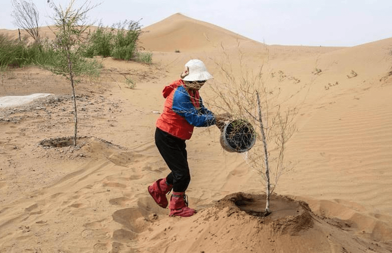 为何美国专家直言:中国沙漠植树弊大于利_森林_地球_国家