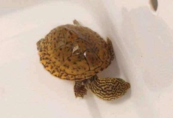 在怎样的环境之下,才可以养出靓丽的虎纹蛋龟?