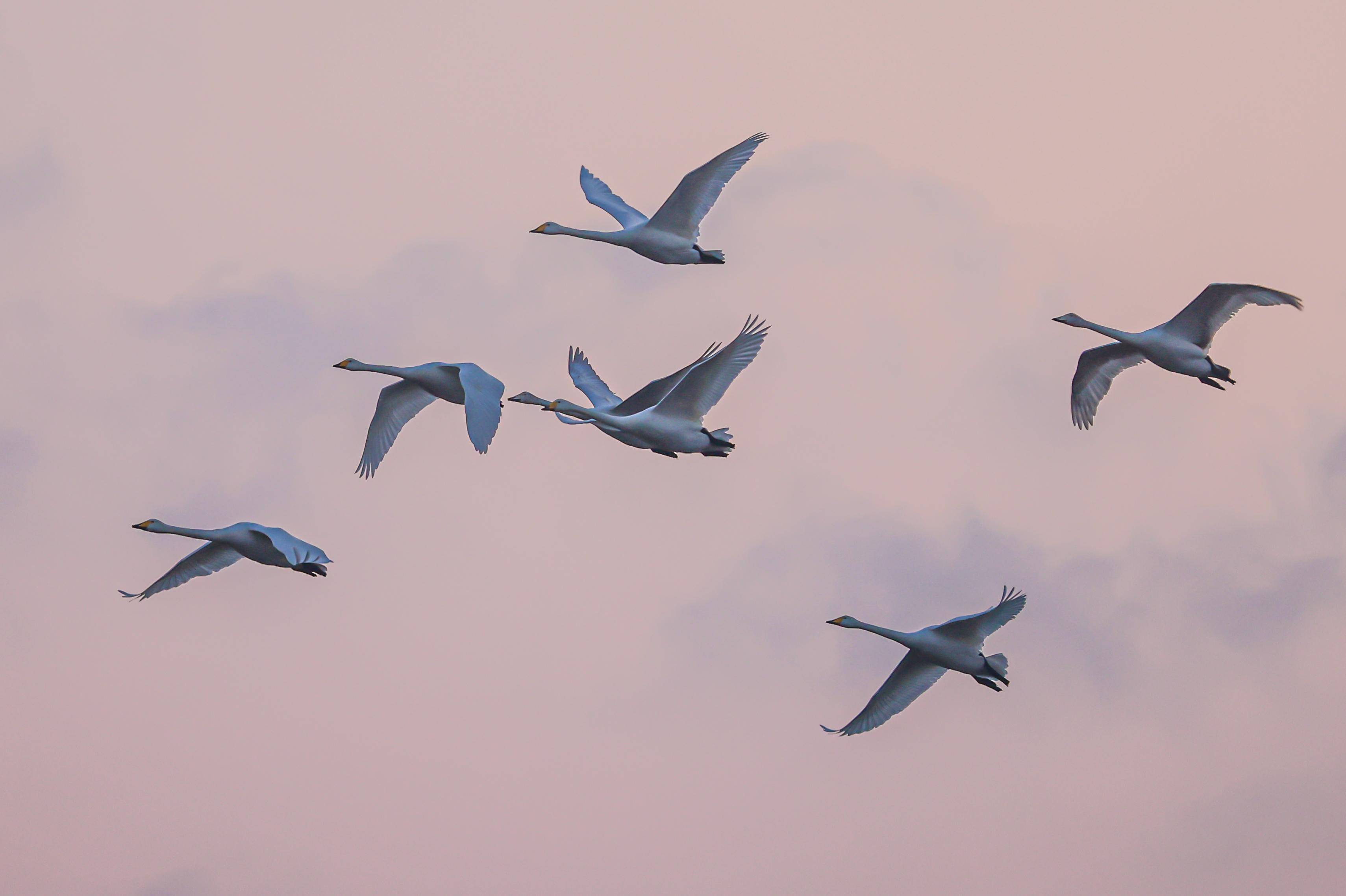 5000余只大天鹅抵威_天鹅湖_湿地_摄影