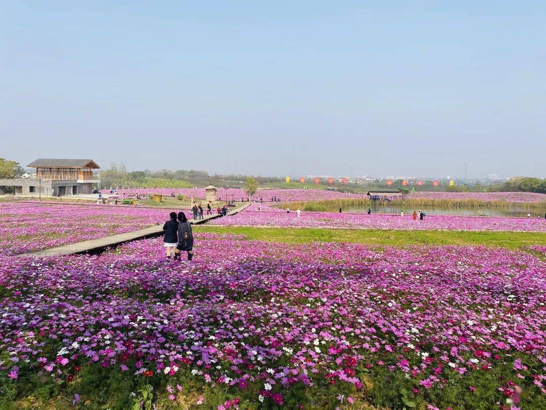 徐家院花海图片