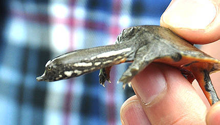 甲鱼腐皮病是哪些原因导致的,看完本文你就知道了【实时更新】_常德