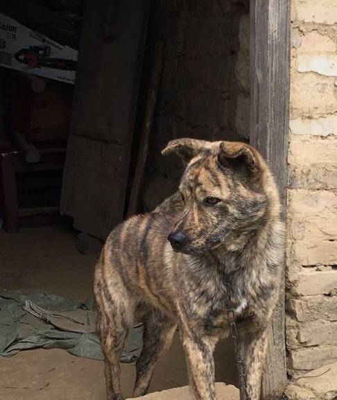 猎物逃不过它的"獠牙"!_藏獒_江西_纯种
