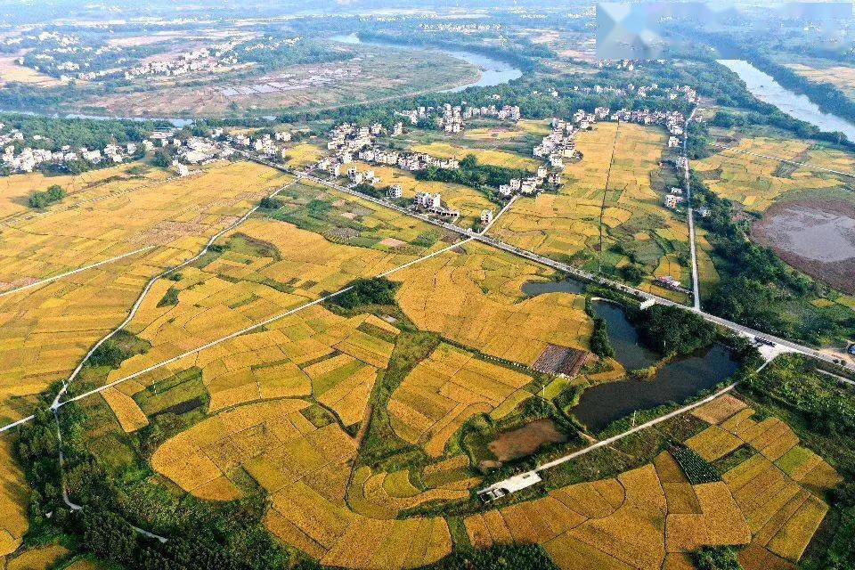 站在宁明县明江镇岑岳村纵横交错的田埂上,饱吸阳光的晚稻簇拥成一片