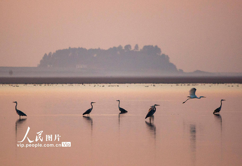 江西九江:鄱阳湖迎来越冬候鸟迁徙高峰_图片_频道_时节