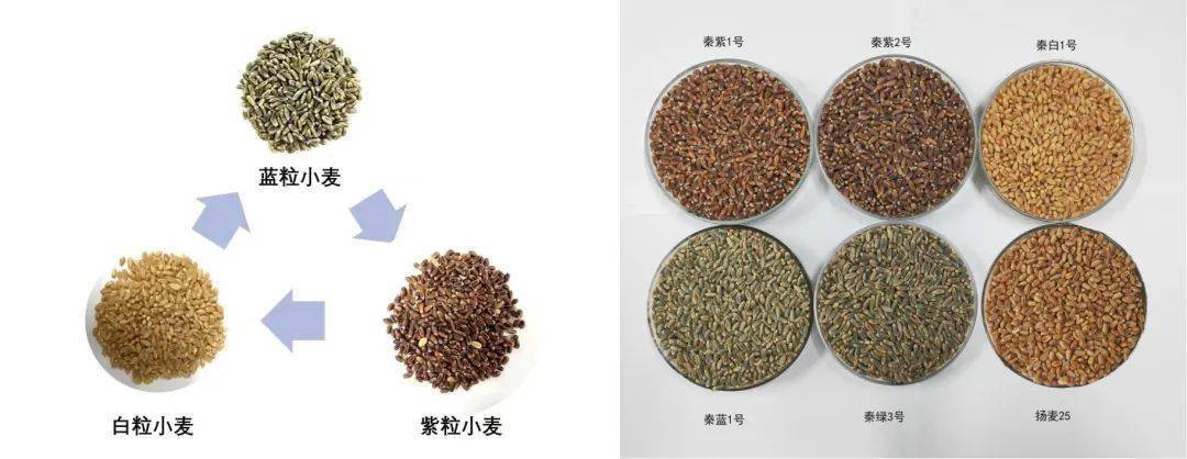 南农校庆彩色小麦烘焙开始圈粉_面包_蛋糕_农产品