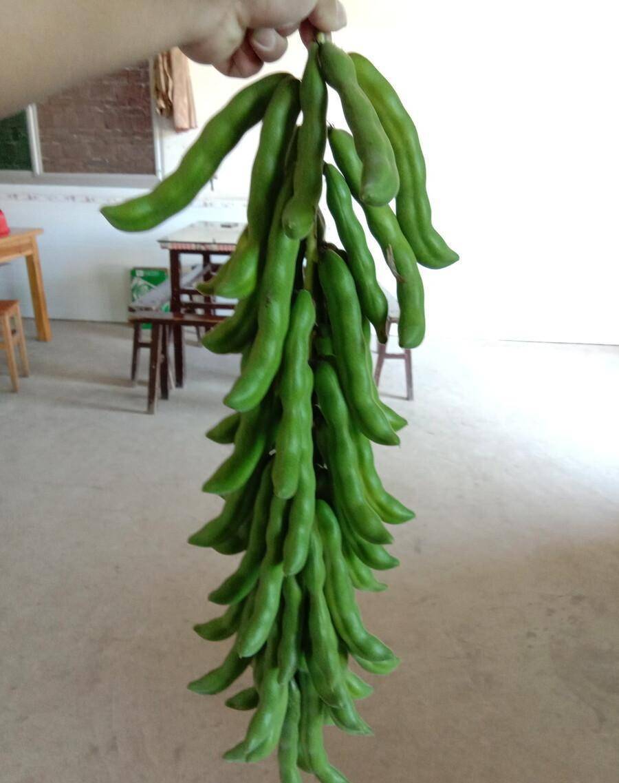 5种新奇的蔬菜,很多人没见过没吃过,资深菜农也未必能叫出名字_种植