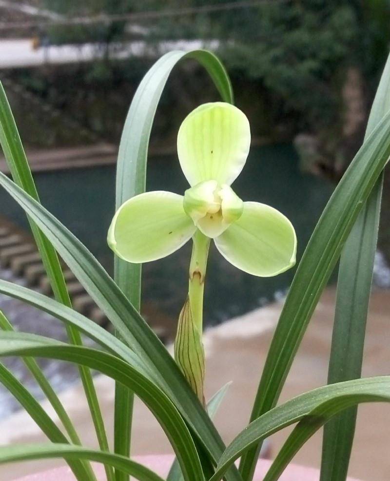 春兰经典名品"宋梅",花型工整,香味浓郁,曾一苗可以换一座城_兰花