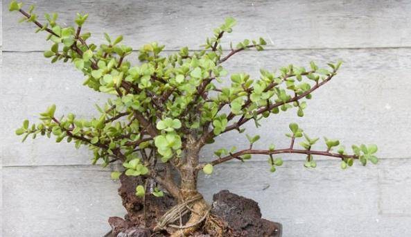 养金枝玉叶,雅乐之舞,就用一招,一年疯长成小树!_修剪_叶片_造型