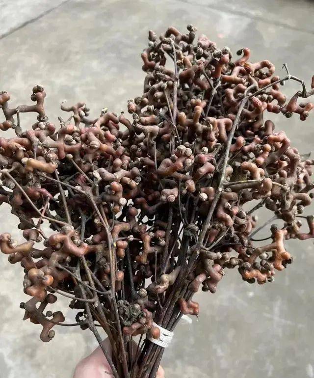 太和人,暴露年龄的野生水果来了!你吃过吗?_味道_果实_树枝