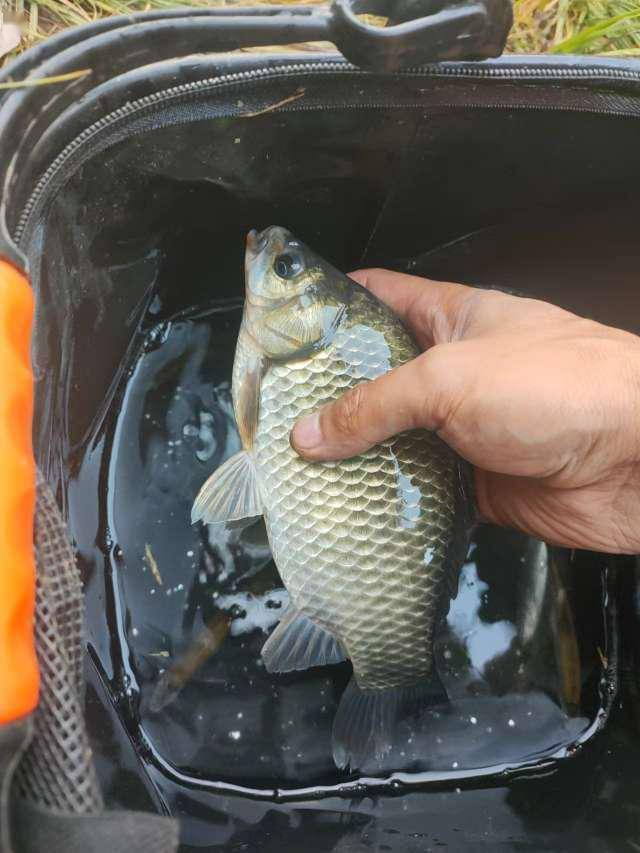 钓大板鲫并不难,冬季要做好这几点_鲫鱼_水面_水草