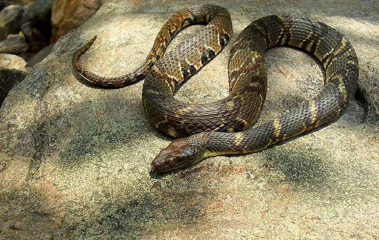 小时候老人常说,只要颜色是花花绿绿的蛇,那么就是毒蛇,而且电视剧里