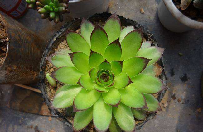 多肉植物"观音莲"太好看了,不仅造型优美,还有美好的寓意_影响_花盆