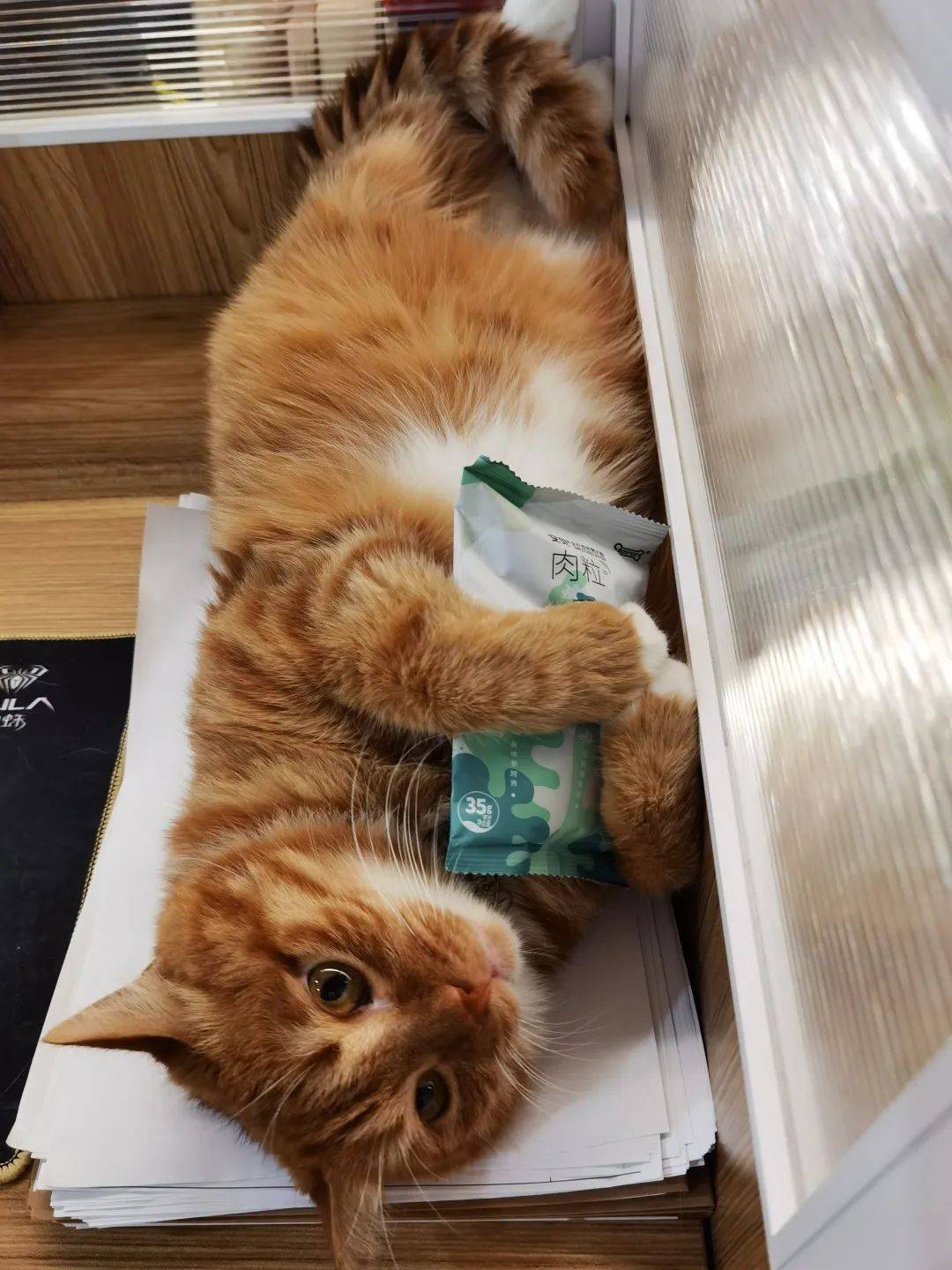 卖萌撒娇抱大腿瞪着大眼跟你耗