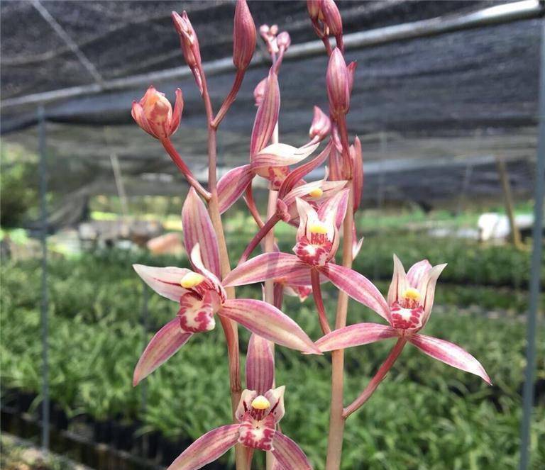 建兰经典色花铭品"市长红",花色鲜艳,香味持久,新手养兰必备