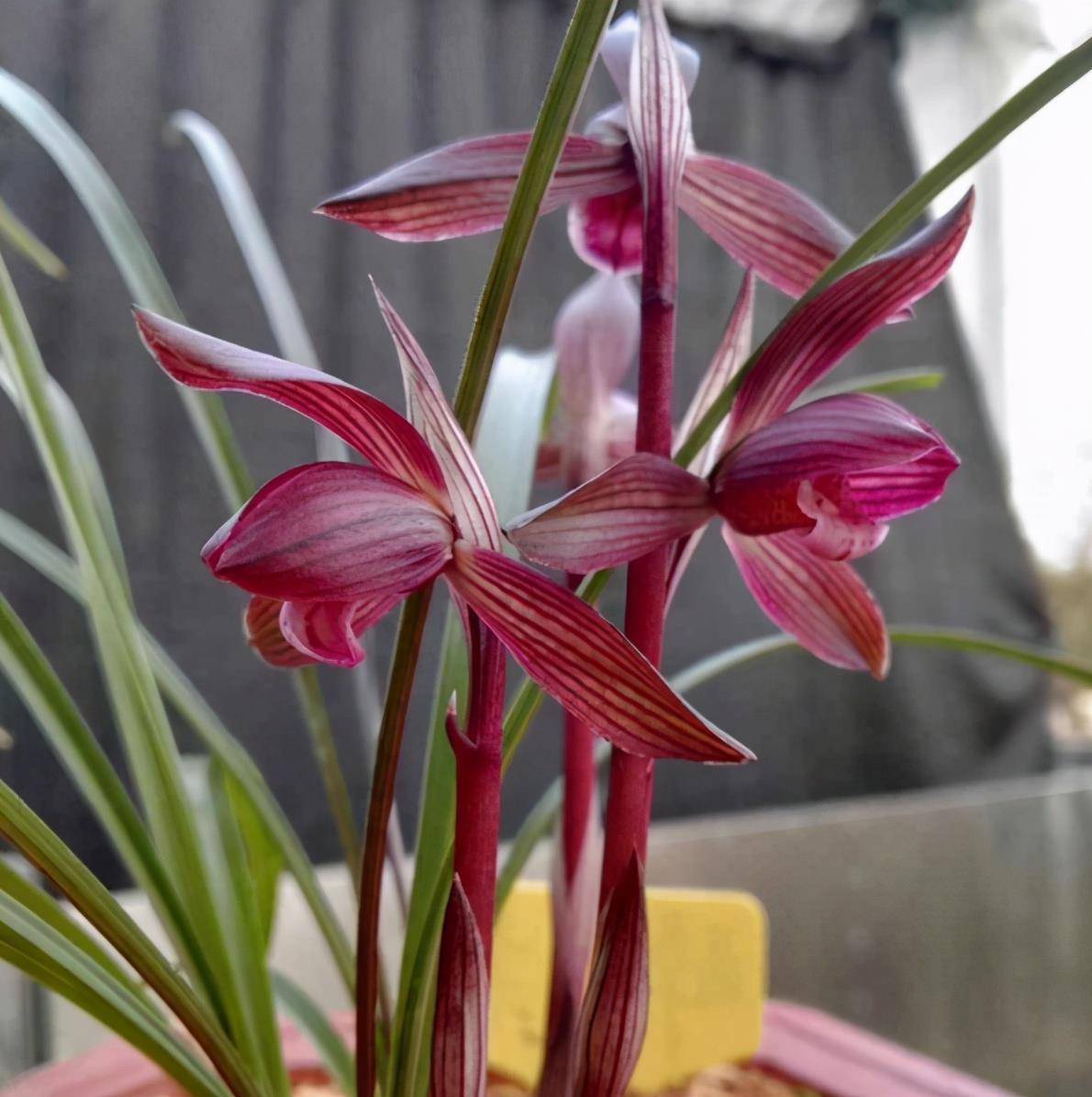 此兰花色红艳,花型大气,花开出架,是花迷喜爱的浓香品种_花香_价值
