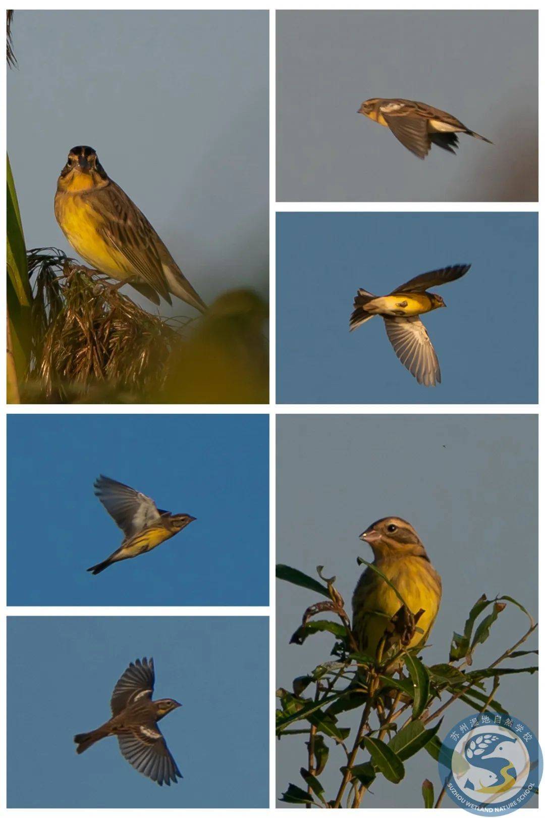 的"迷鸟"这是铁黄沙第二次记录到还有美洲绿翅鸭出没这是江苏省首笔记