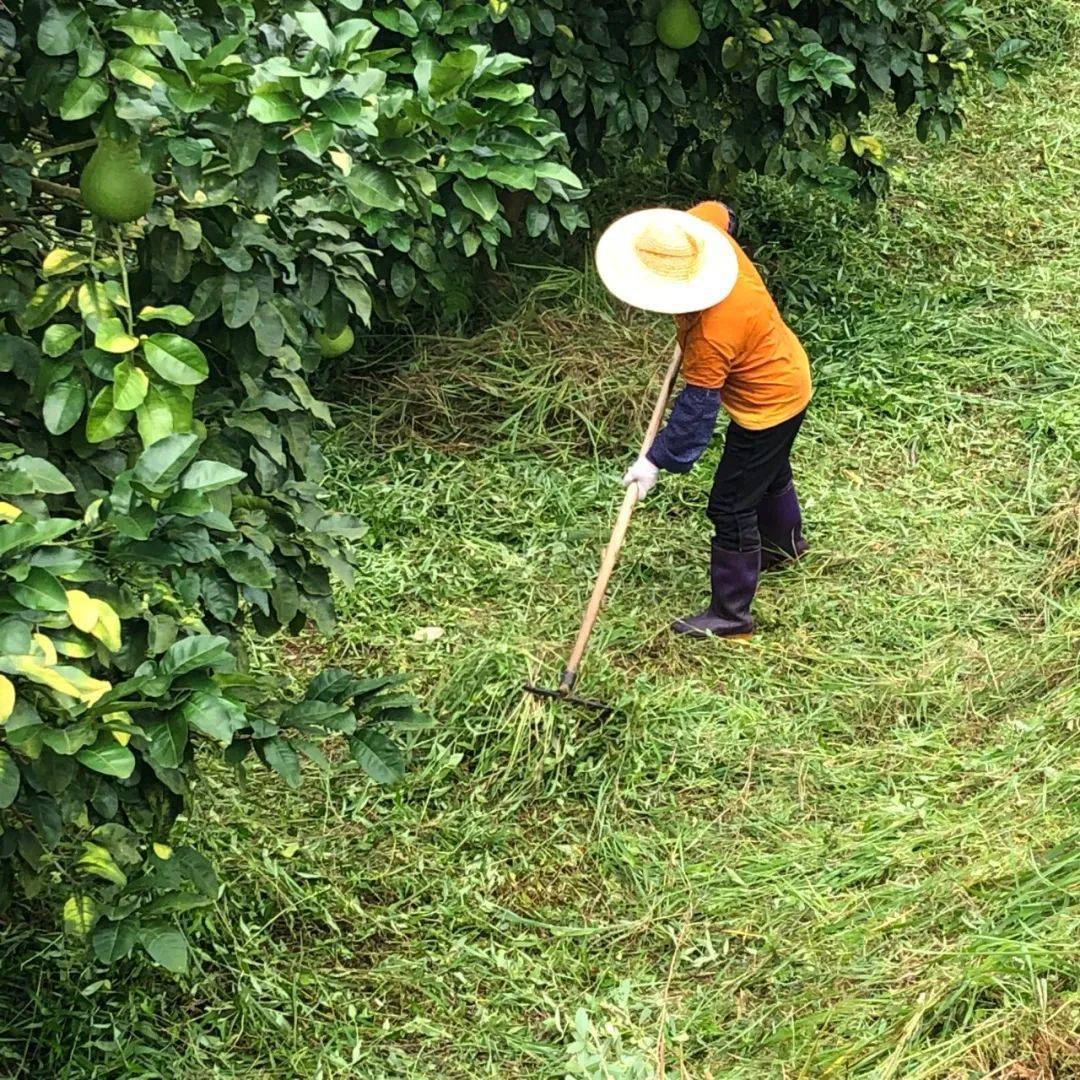 产地食材 ▎梅州沙田金柚,脆嫩爽口,细腻香甜有嚼劲!_种植_柚子_土壤