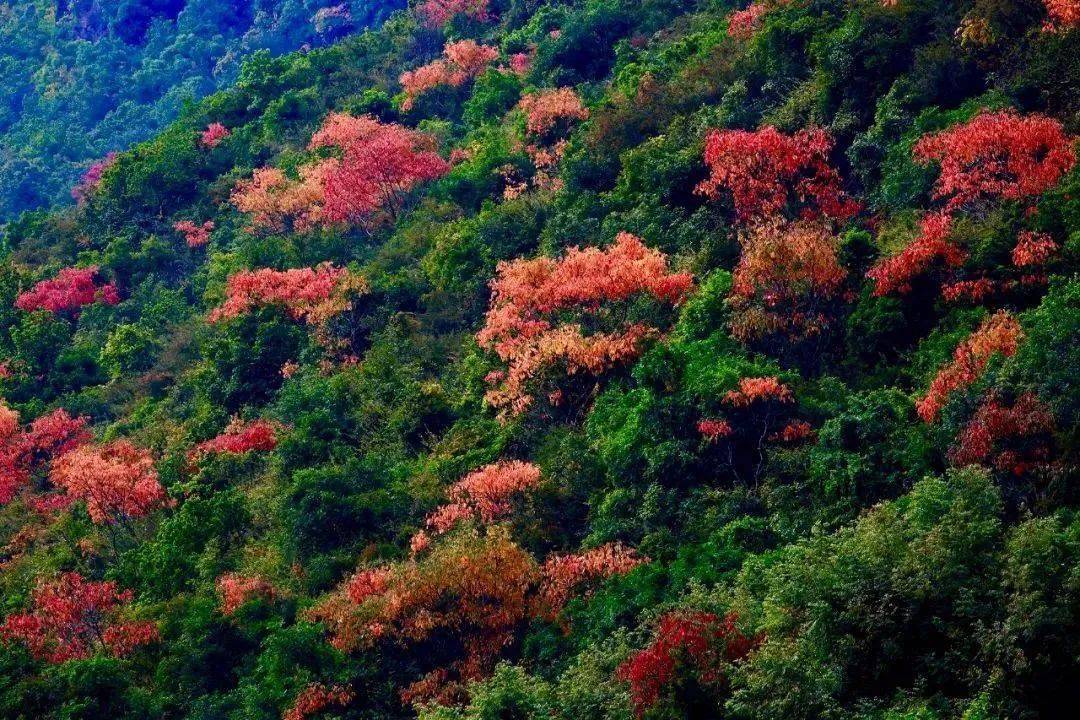来易门,赏马头山最后的秋色_群山_绝壁_红叶