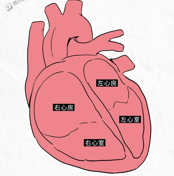 心脏的中间是空的,里面有四个操作间,分别是左心房,左心室,右心房,右