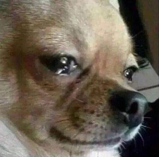 流泪狗狗头表情包