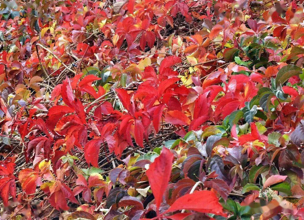 最红的红叶_地锦_颜色_叶形