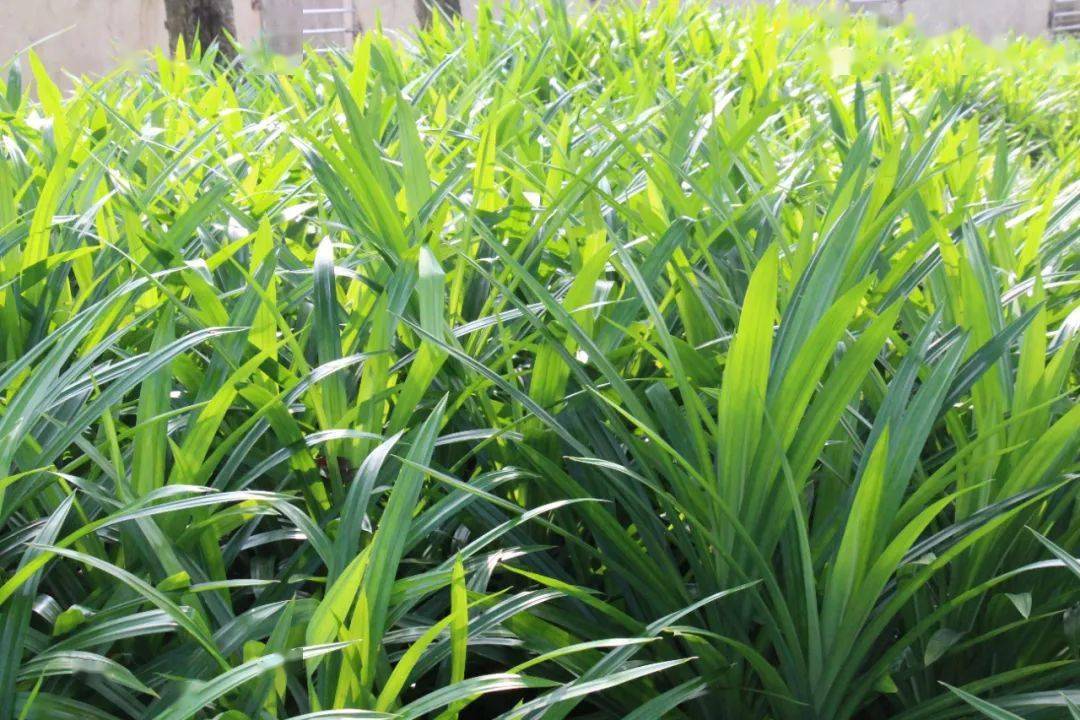 央媒看万宁|海南小镇香草种植助力乡村振兴_詹舒敏_印尼_华侨